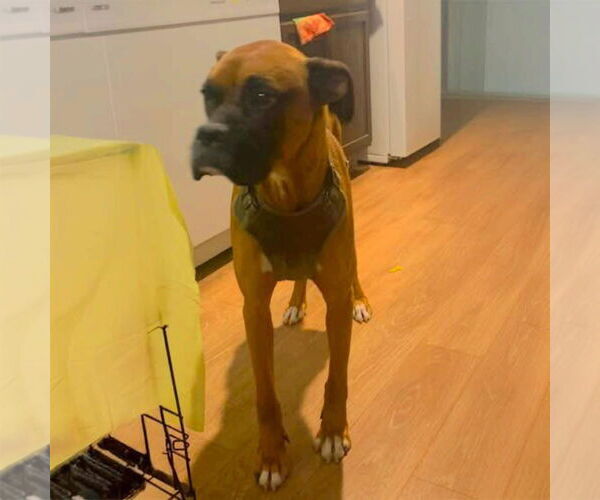 Medium Photo #1 Boxer Puppy For Sale in Dumont, NJ, USA