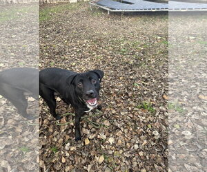 Lucky - Male Mutt Dog for Adoption - Photo #3