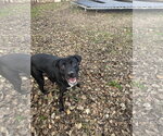 Small Photo #3 Mutt Puppy For Sale in Jackson, MS, USA