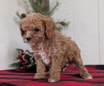 Small #8 Cavapoo (Miniature)