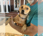 Small #1 Labrador Retriever Mix