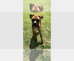 Boxer Dogs for adoption in Austin, TX, USA