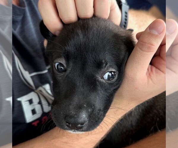 Medium Photo #1 Labrador Retriever-Unknown Mix Puppy For Sale in GILBERTS, IL, USA