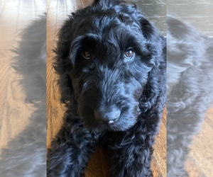 Goldendoodle Puppy for sale in WEST ALEXANDRIA, OH, USA