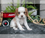 Small Photo #27 Cavalier King Charles Spaniel Puppy For Sale in NARVON, PA, USA