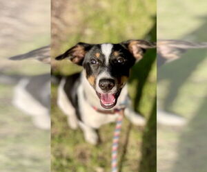 Australian Shepherd-Unknown Mix Dogs for adoption in Techny, IL, USA