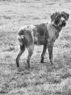 Medium Photo #6 Wirehaired Pointing Griffon Puppy For Sale in WASHOUGAL, WA, USA