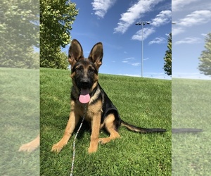 German Shepherd Dog Puppy for sale in WALLA WALLA, WA, USA