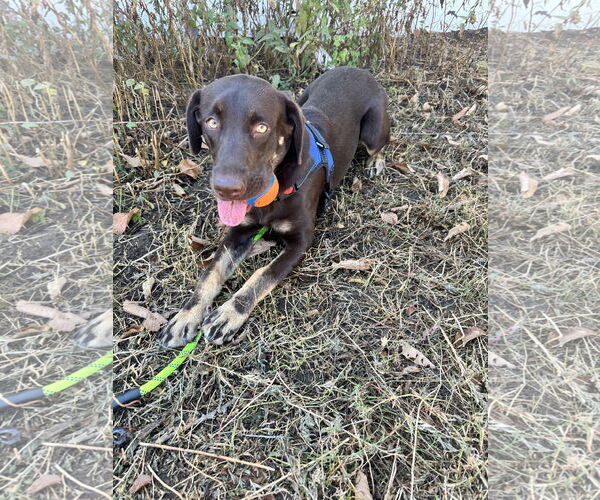 Medium Photo #3 Labrador Retriever-Unknown Mix Puppy For Sale in Aurora, CO, USA