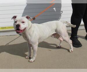 American Pit Bull Terrier Dogs for adoption in Louisville, KY, USA