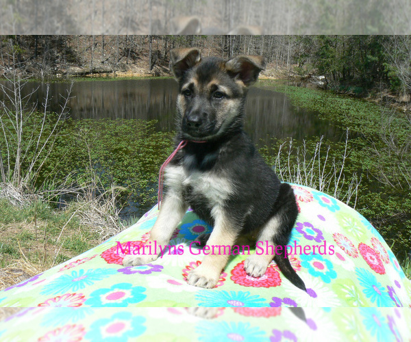 Medium Photo #2 German Shepherd Dog Puppy For Sale in PIEDMONT, MO, USA