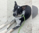 Small #1 Mutt