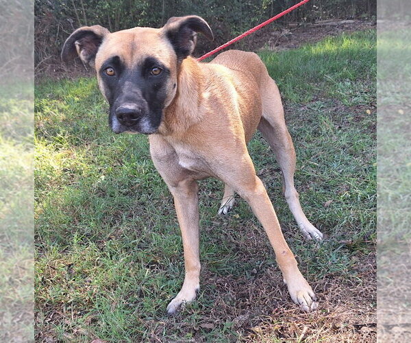 Medium Photo #4 Boxer-Unknown Mix Puppy For Sale in Wetumpka, AL, USA