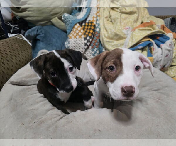 Medium Photo #3 American Staffordshire Terrier-Unknown Mix Puppy For Sale in Duluth, MN, USA