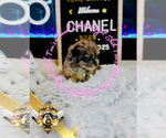 Small #12 Shih Tzu