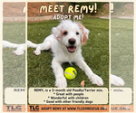 Small Poodle (Miniature) Mix