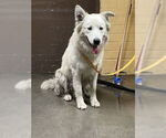 Small Great Pyrenees Mix