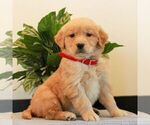 Small Photo #4 Golden Retriever Puppy For Sale in LITITZ, PA, USA