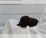 Small #2 Labrador Retriever
