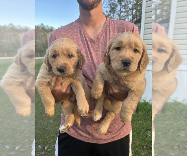 Medium Photo #4 Golden Retriever Puppy For Sale in HAMPTON, FL, USA