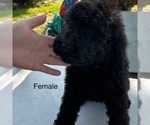 Puppy Female black Sheepadoodle