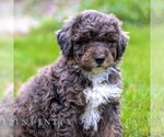 Small #5 Bernedoodle (Miniature)