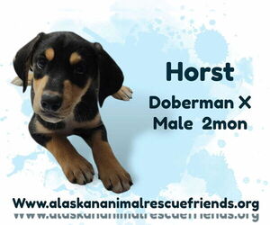 Doberman Pinscher-Unknown Mix Dogs for adoption in Anchorage, AK, USA