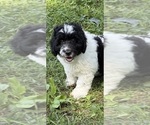 Small Photo #84 Aussiedoodle Puppy For Sale in ASHEVILLE, NC, USA