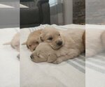 Small #3 English Cream Golden Retriever