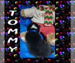 Small Photo #51 Pembroke Welsh Corgi Puppy For Sale in LOGAN, NM, USA