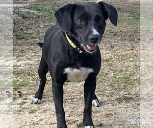 Labbe Dogs for adoption in Washington, DC, USA