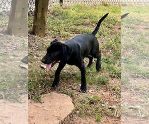 Huey - Male Catahoula Leopard Dog-Labrador Retriever Mix Dog for Adoption - Photo #4
