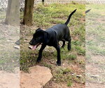 Small Photo #4 Catahoula Leopard Dog-Labrador Retriever Mix Puppy For Sale in Lakemont, GA, USA