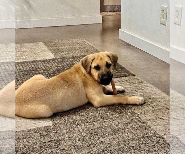 Medium Photo #5 Mastiff-Unknown Mix Puppy For Sale in Goodyear, AZ, USA