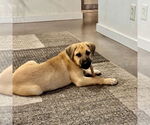 Small #4 Mastiff Mix