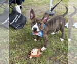 Small #6 American Pit Bull Terrier-Mountain Cur Mix