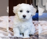 Small Photo #1 Zuchon Puppy For Sale in ACTON, CA, USA