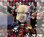 Small Photo #3 French Bulldog Puppy For Sale in BOSSIER CITY, LA, USA