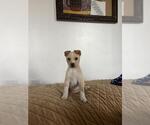 Small #1 Labrador Retriever Mix