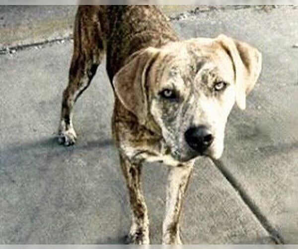 Medium Photo #1 Mutt Puppy For Sale in Houston, TX, USA