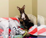 Small #2 Chihuahua