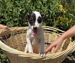 Small #1 Jack Russell Terrier