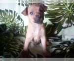 Small #13 Chihuahua-Staffordshire Bull Terrier Mix