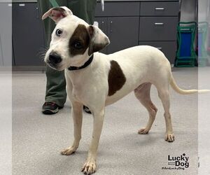 Jack-A-Bee Dogs for adoption in Washington, DC, USA