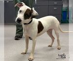 Charles - Male Jack-A-Bee Dog for Adoption - Small photo