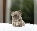 Small #6 French Bulldog