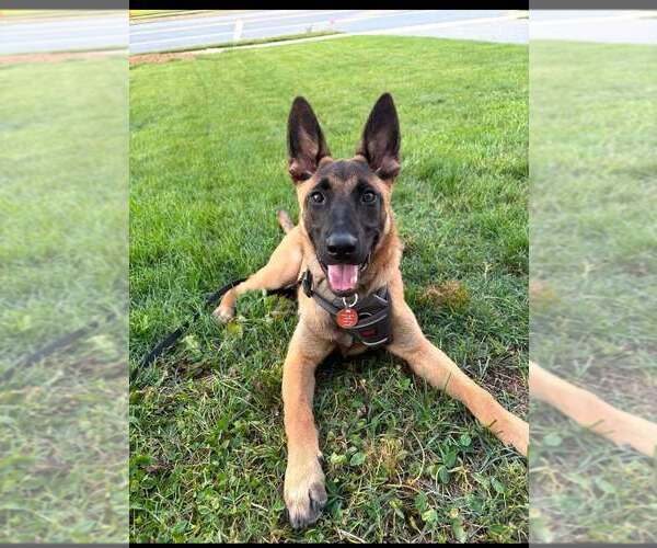 Medium Photo #2 Mutt Puppy For Sale in Imlay City, MI, USA