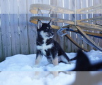 Small Photo #7 Siberian Husky Puppy For Sale in FORT PLAIN, NY, USA