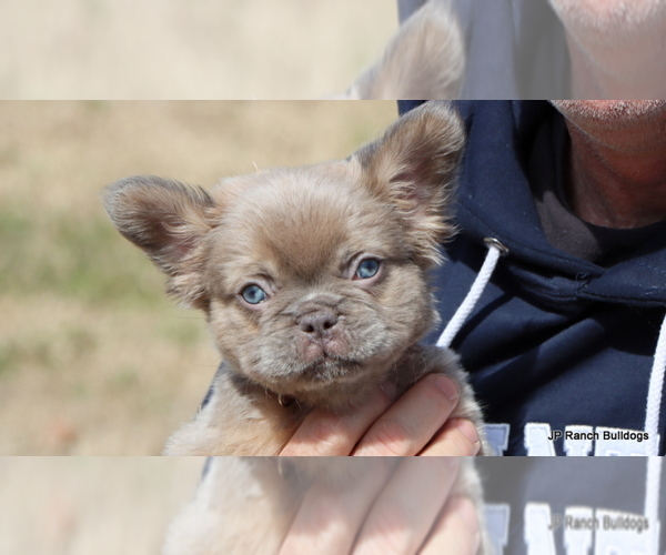 Medium Photo #12 French Bulldog Puppy For Sale in WINNSBORO, TX, USA