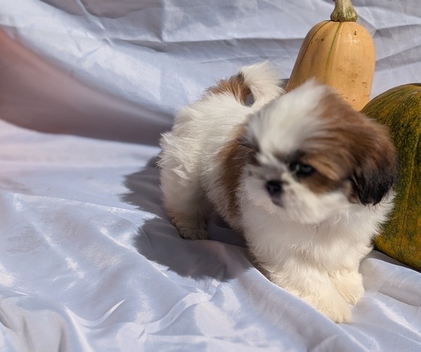 Medium Photo #5 Shih Tzu Puppy For Sale in GOSHEN, IN, USA
